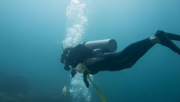 Why do scuba divers always wear black wetsuits?