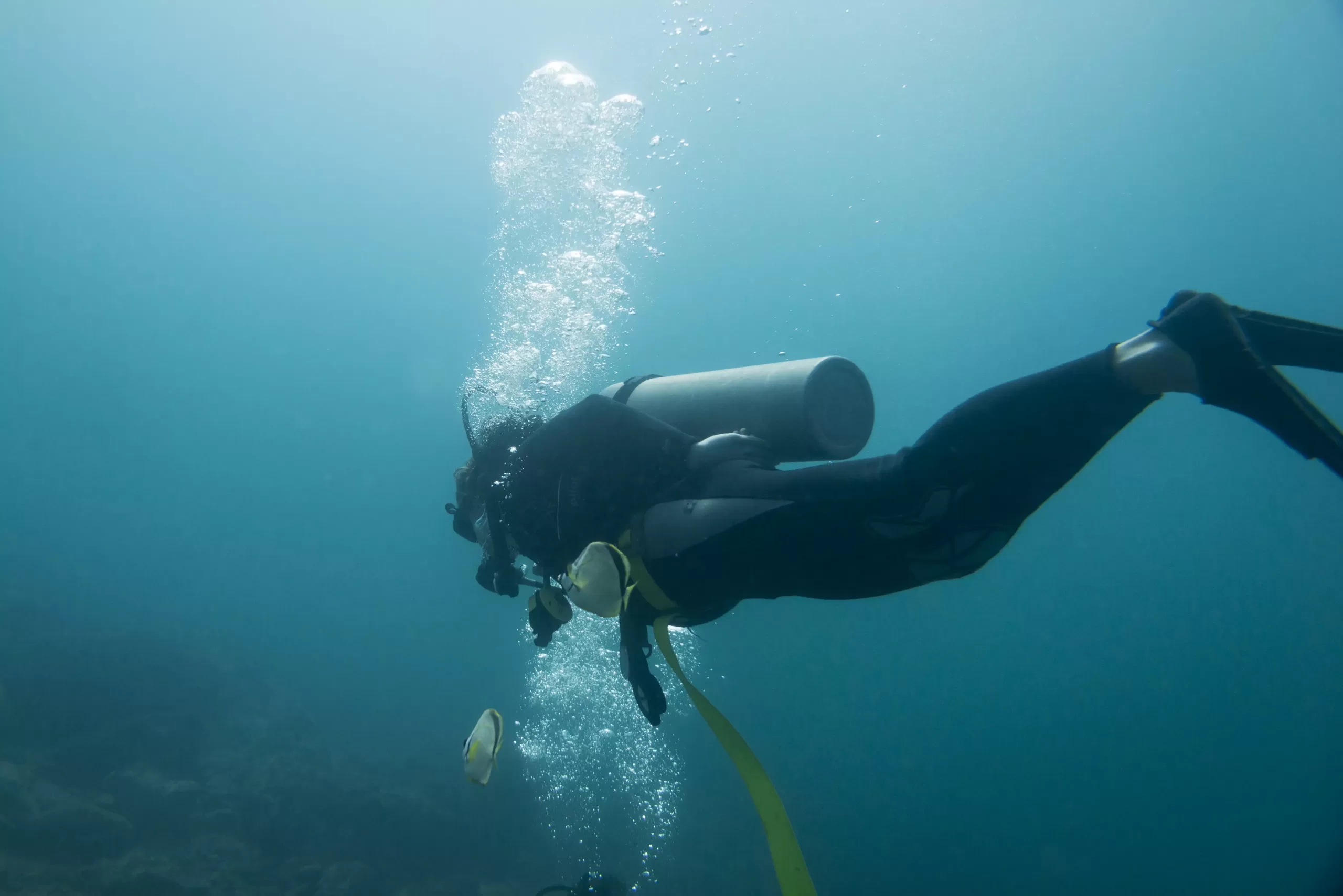 Why do scuba divers always wear black wetsuits?